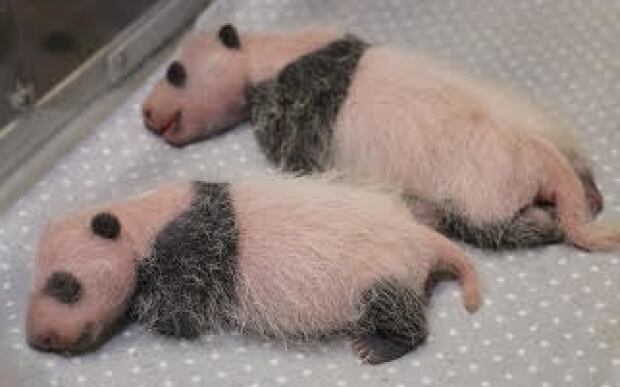 twin giant panda cubs toronto zoo
