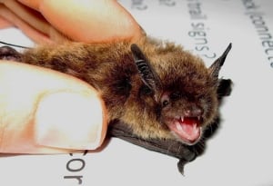 carleton, bats, tansley, university