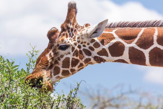 Giraffe eats