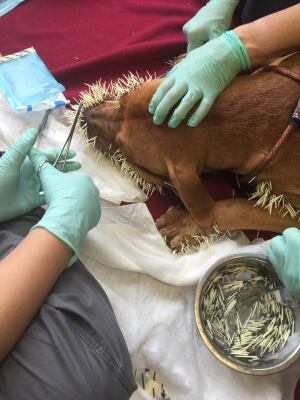 Pulling quills from speared dogs took 4 hours ...