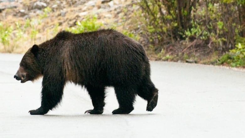 Cannibal grizzly Split Lip likely gobbled smaller bear due to food stress |  CBC News