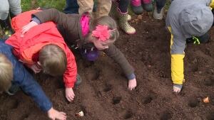 hi-planting-tulips
