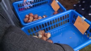 si-tulip-bulbs