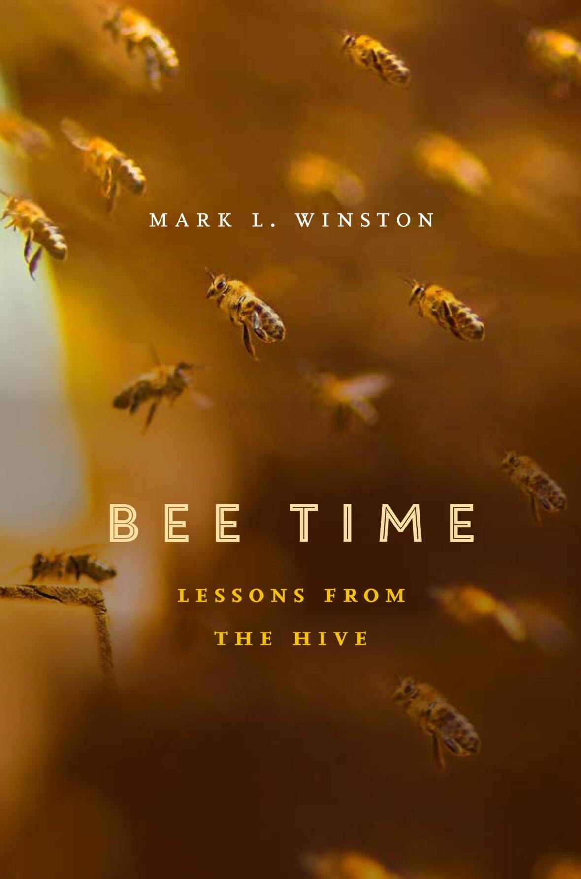 Four lessons we can learn from bees CBC Radio