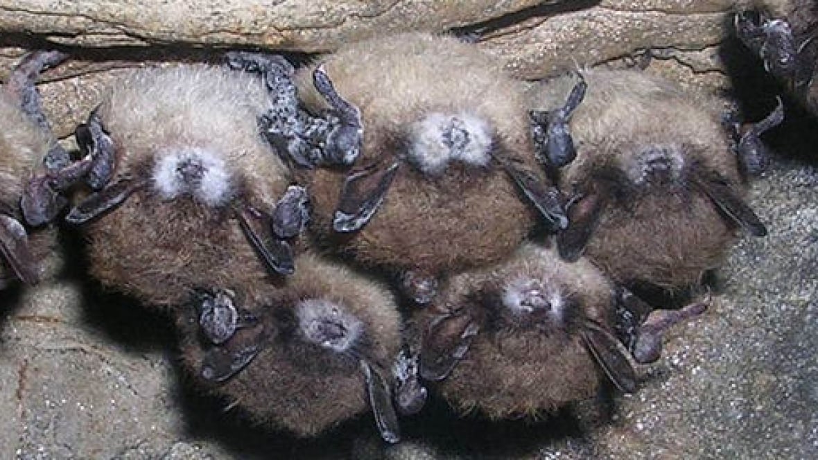 Alberta bats could be better adapted to slow spread of whitenose