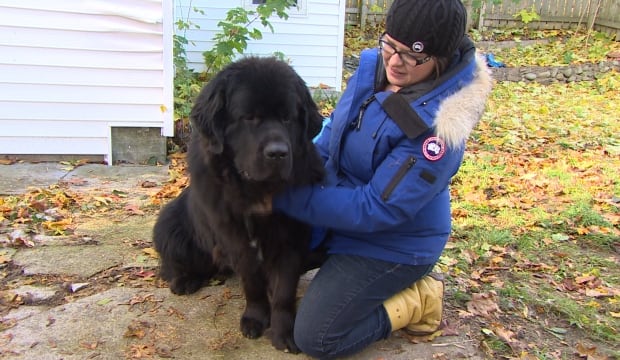 Newfoundland dog Silas and owner Sharon Dooling