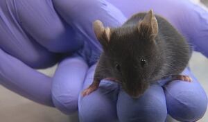 Flu lab mouse