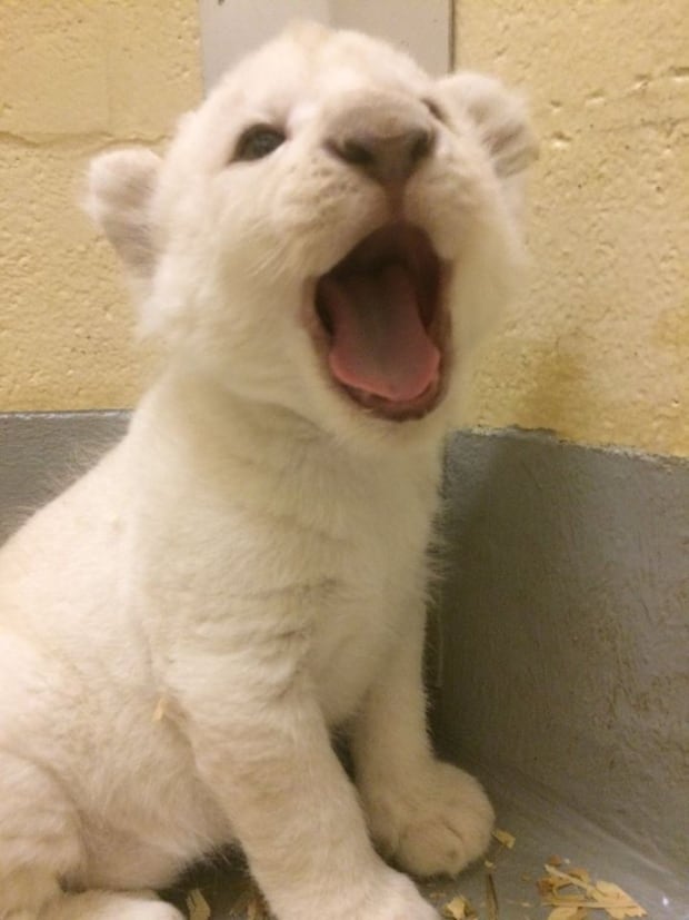 Toronto Zoo white lion cubs