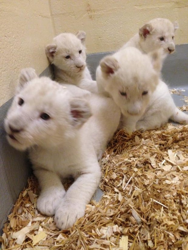 Toronto Zoo white lion cubs