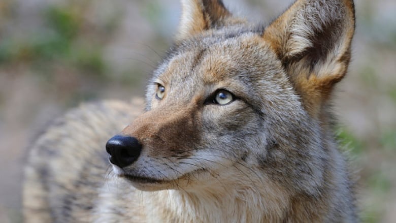 Coyote sightings rise in Canada this spring amid COVID-19 - The Weather  Network