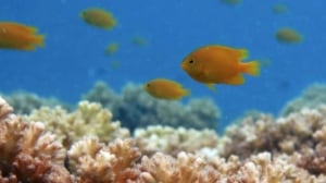 Damselfish