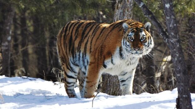 ENCORE: Researcher tracks Siberian tigers for months crouched in