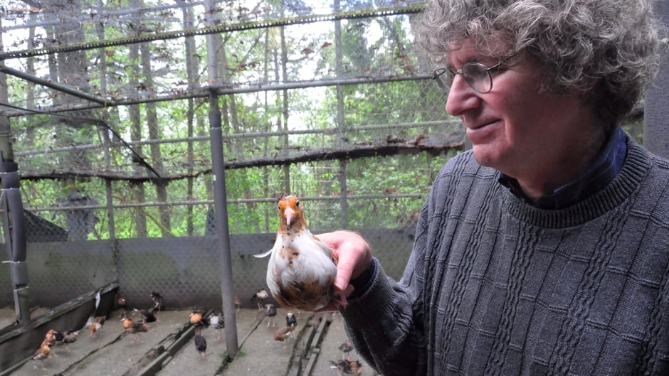 David Lank, a biologist at Simon Fraser University, holds a ruff. Plumage is everything in the bird world, and for a certain type of male ruff, scientists have found that genes are responsible for either the black-feathered aggressor, the white wingman or the cross-dressing mimic. Experts say those traits could hold clues to what's behind aggression in other species, and even humans.