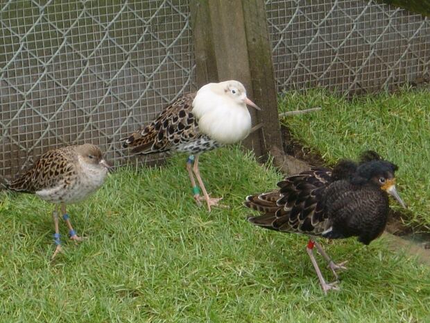 Bird Genes 20151117