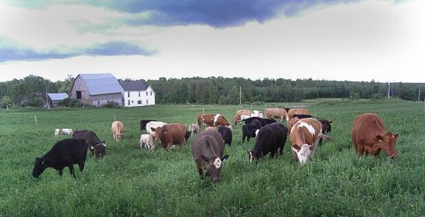 cows