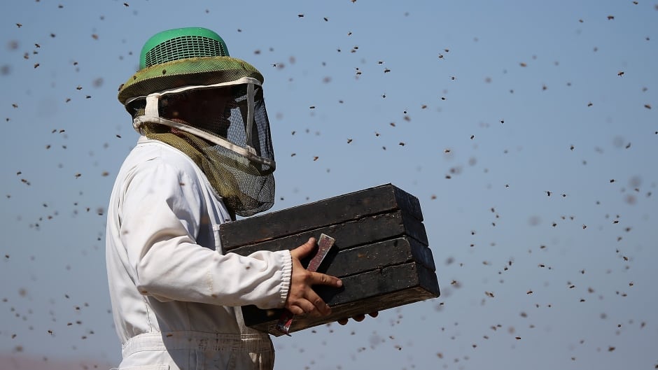 A group of Canadian scientists are launching a project this week to address the problems bee colonies are facing due to Canada's harsh winters and to adapt to our specific parasites and diseases.