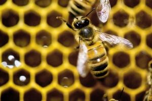 Bee Plan
