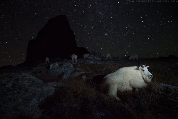 Wildlife pics/1100_NightGoats_ConnorStefanison.png