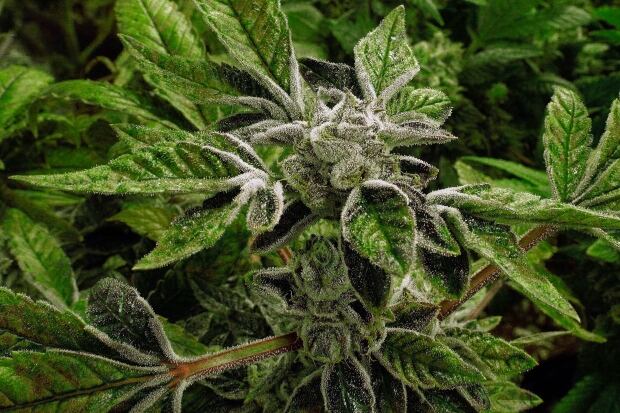 Marijuana Legal Study 20151117