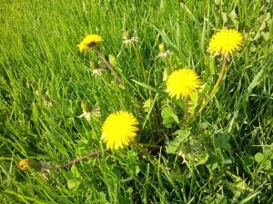 Close-up of a dandelion plant