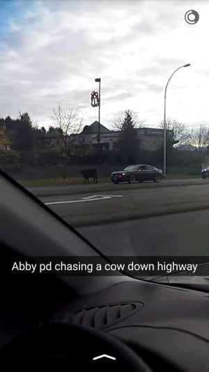 Abbotsford cow shooting