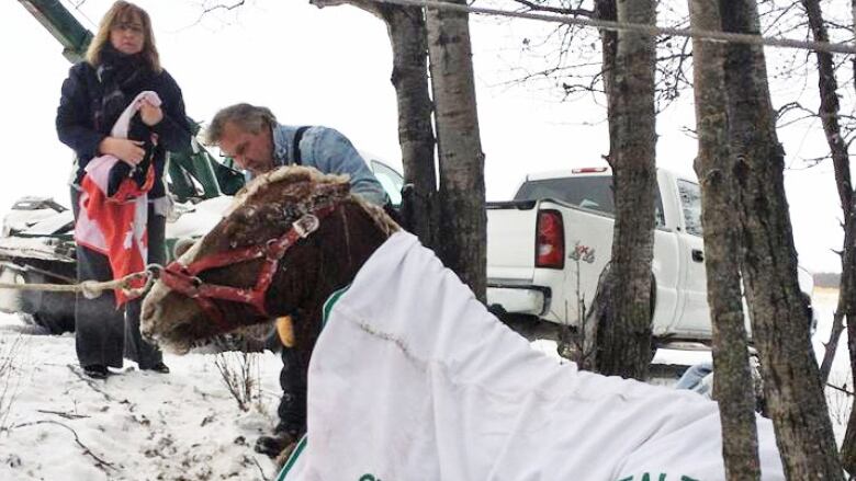 Horrifying Images Sedgwick County Horses Perish From Mysterious Ailment - xcnw2qp