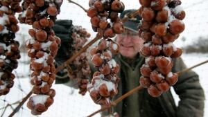 Ice wine