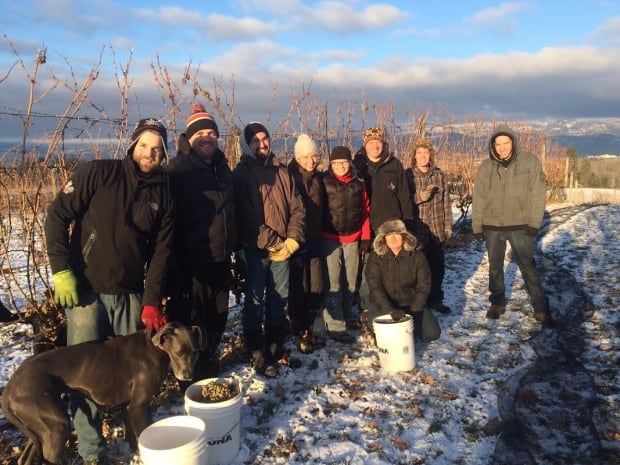 Ice wine pickers
