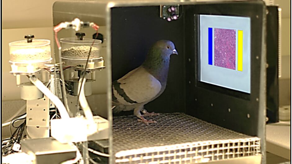 Pigeon in training apparatus