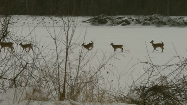 si-deer-dancing