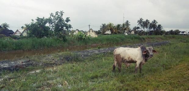 Suriname Farm