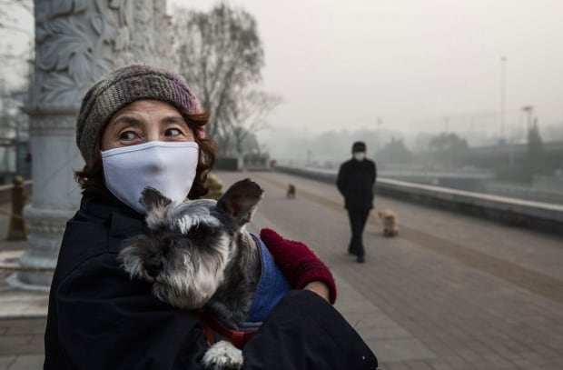 Beijing bad air quality Nov 30 2015 masked dog walker