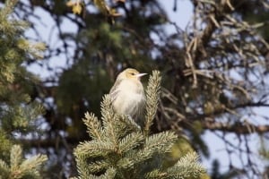 Bullock's oriole spotted in Pacenham, Ont.