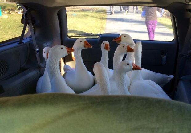 Geese transport Hope for wildlife