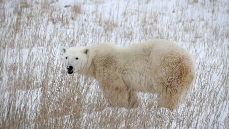 On the western edge of Hudson Bay, near Churchill, Man., dozens of polar bears are forced to wait for sea ice to get thick enough to allow them to reach their seal hunting grounds. Many have not eaten a full meal since July, when the ice melted, and the wait is only getting longer, scientists say.(Cameron MacIntosh) cbc.ca/1.3344129 Churchill MB polar bear Nov 2015 in the grass