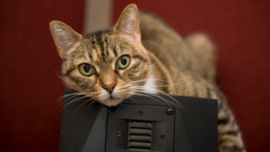 We know how much humans love their music — but what about other mammals?