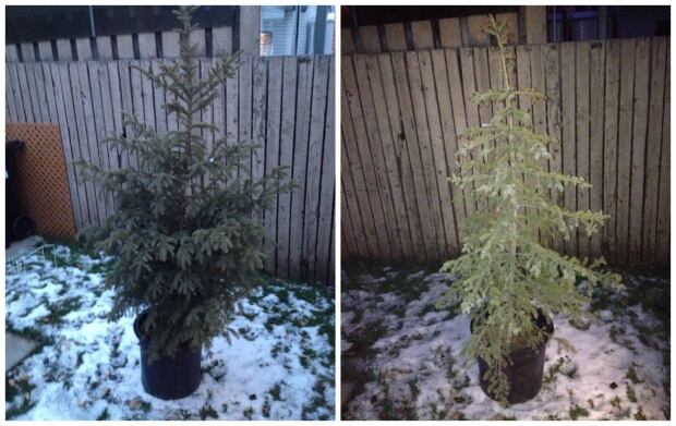 Living Christmas tree