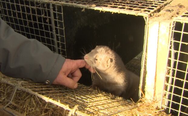 Mink Cavendish Farm