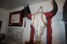 Bison skull