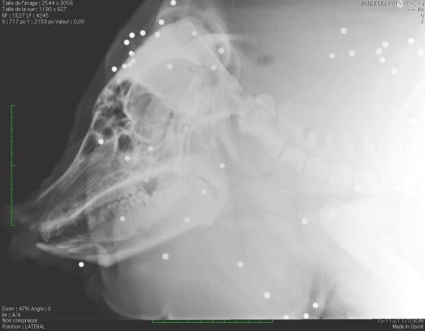 lily pig shotgun x-ray