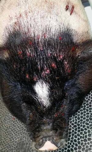 Lilly pig shotgun wounds