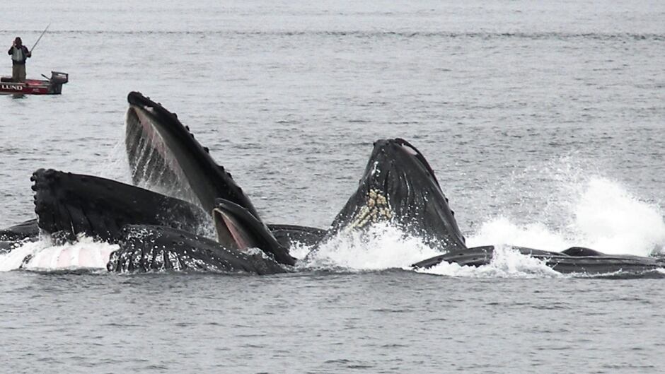 Whales Slurp Their Way to Filter Feeding Home Quirks & Quarks with