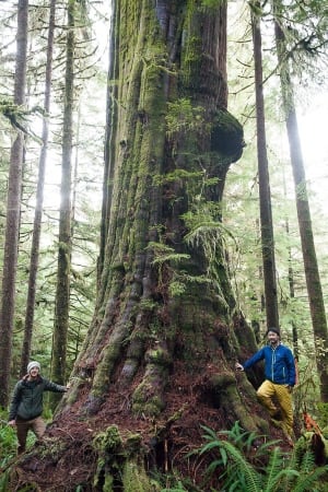 Tall Trees 20151204