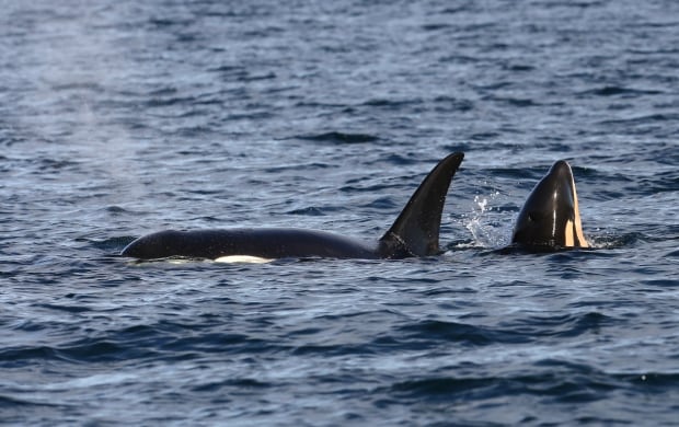 Orca calf