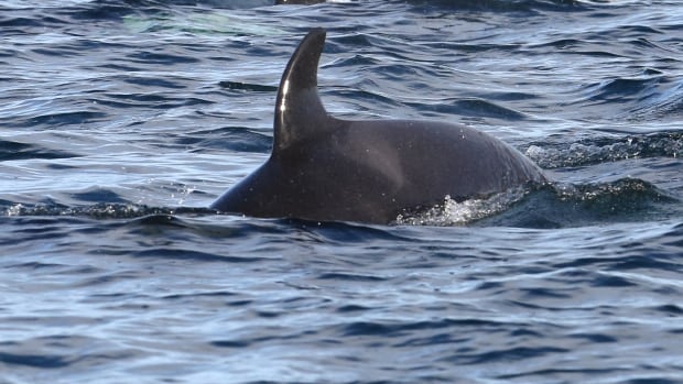 Orca calf