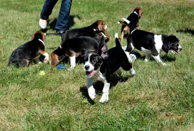 Pets Test Tube Puppies