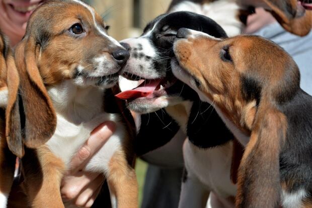 Pets Test Tube Puppies