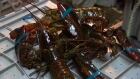 lobster