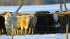 ALBERTA Cattle Cochrane