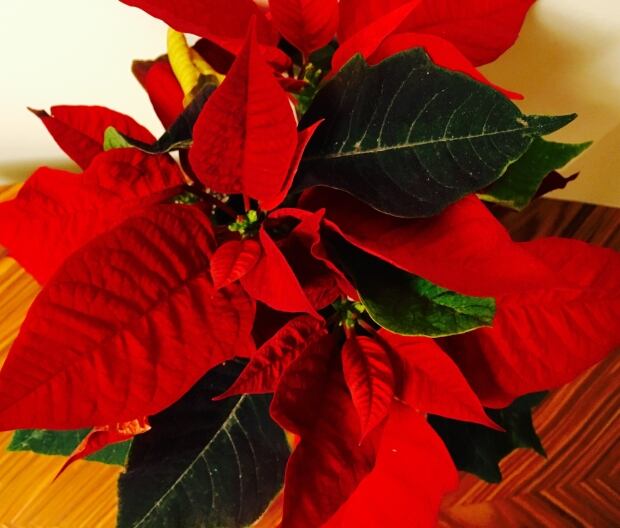 Poinsettias